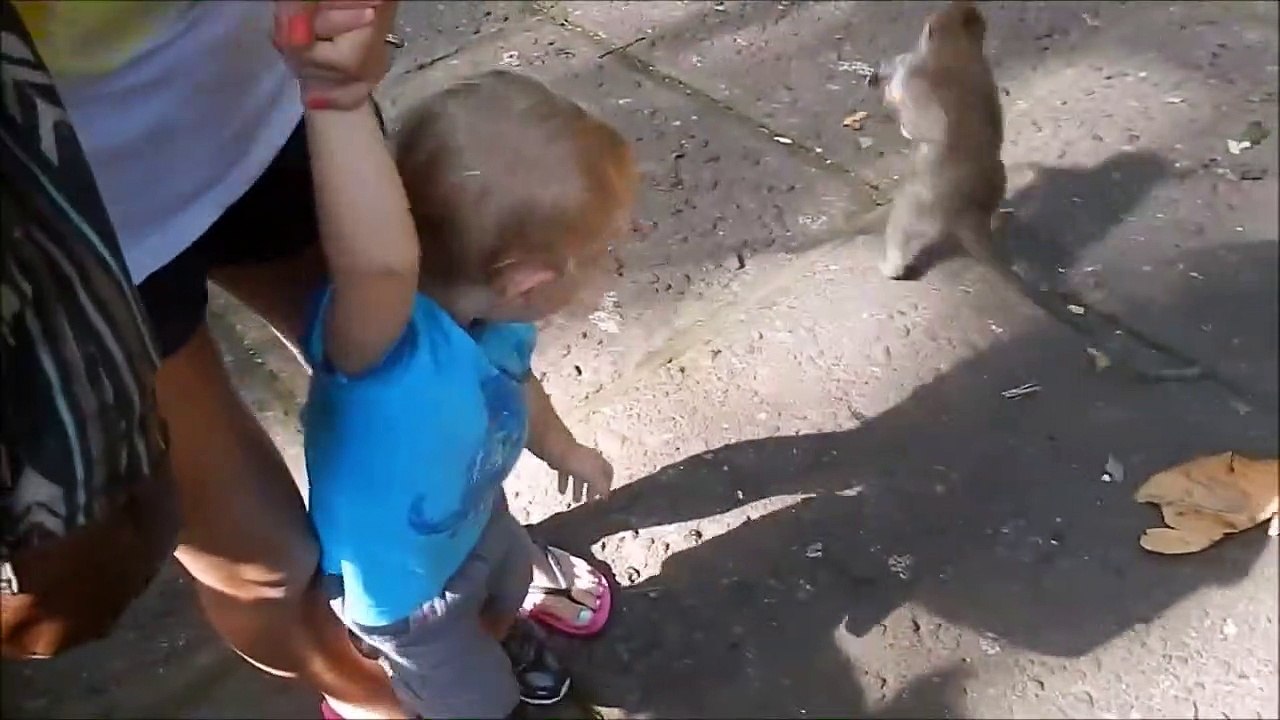Ce singe assoiffé vient voler la bouteille d'un enfant