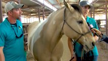 Get to Know the Yavapai Humane Society Equine Center