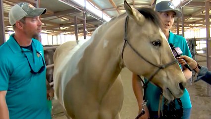 Get to Know the Yavapai Humane Society Equine Center