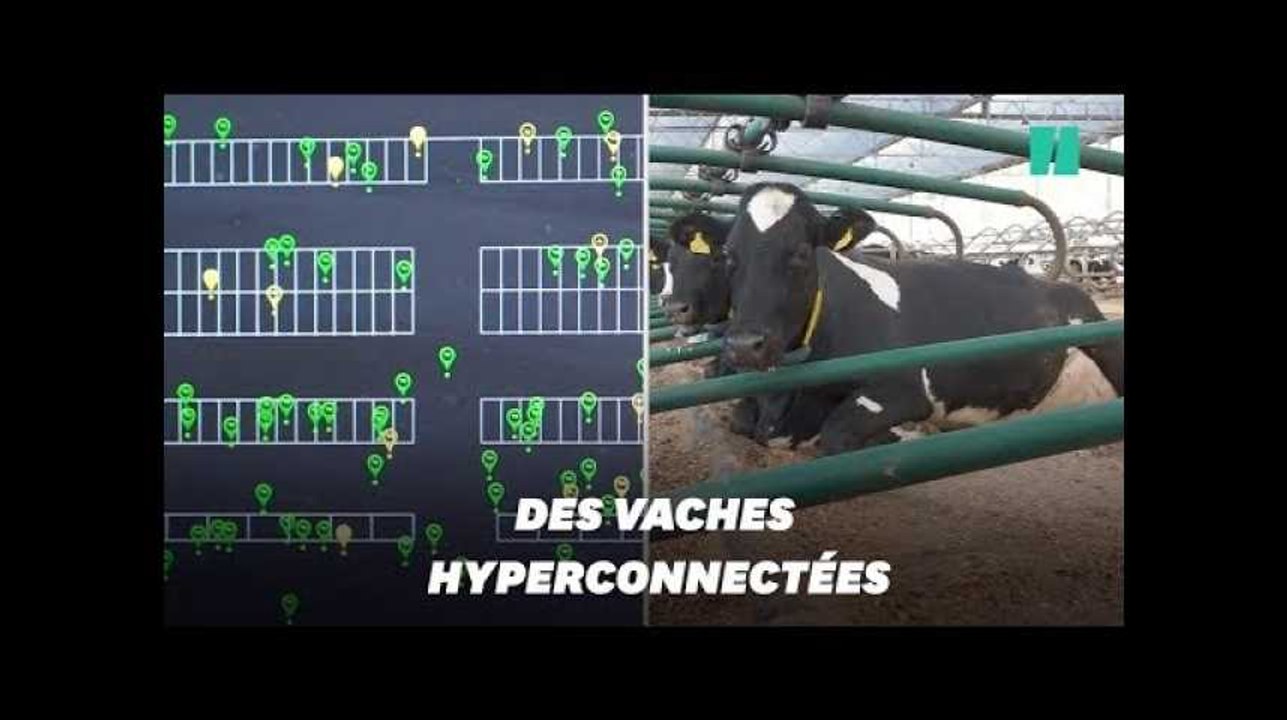 En Angleterre, les vaches testent la 5G