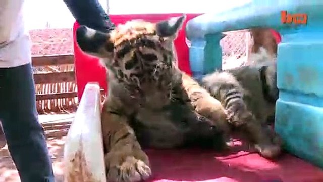 Bébés Animaux: Lion Bébé, Bébé Tigre & Bébé Hyène Cub Animal Mignon! | {Extreme}