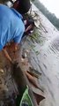 Des pêcheurs du Costa Rica sauvent un poisson scie
