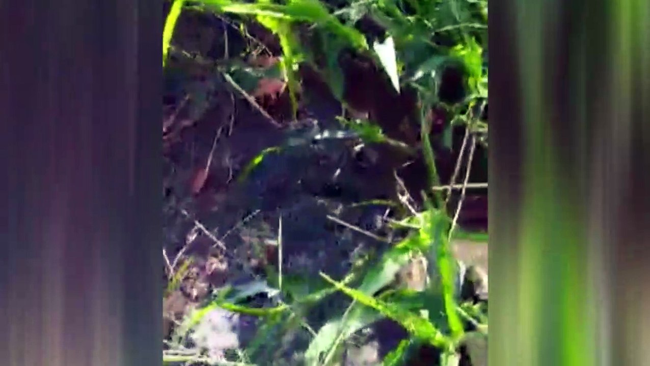 Moradores pedem providências, após vazamento de esgoto