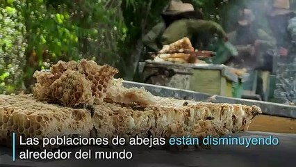 Las abejas zumban libres de riesgos en Cuba