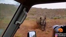 RHINO ATTACKING (( TRUCKS , BUSES , ANIMALS  AND HUMANS )) PART 1[1]