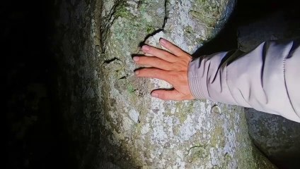 Bật ngửa khi gặp RẮN THẦN bảo vệ CÂY ĐA ở CHÙA MA BỬU SƠN, Lâm Đồng - Cây đa thần tập 2 [ phần 2]