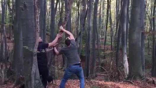 Guy Gets Hit in Face with Branch Breaking Down Tall Tree - video