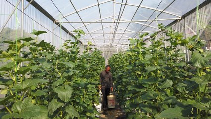 Pertanian Bandar Putrajaya