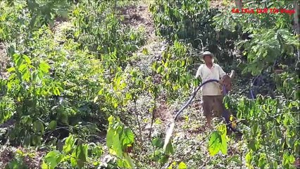 XEM NGƯỜI MƠ NÔNG CHẾ BIẾN MÓN NHỘNG SÂU MUỒNG NHƯ THẾ NÀO