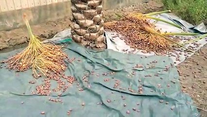 Thu hoạch của ngày ăn chay