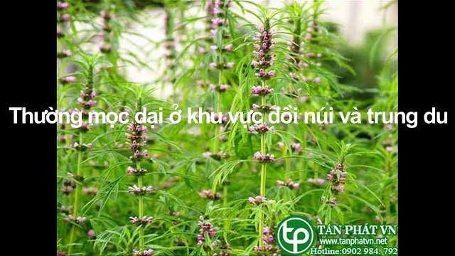 Địa chỉ bán cây ích mẫu tại tphcm ❃ 0918 823 863 ⇴ Thảo Dược Tấn Phát