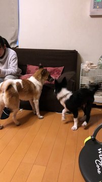 border collie and rescue dog