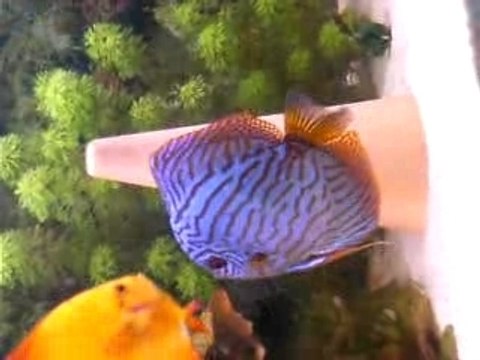 Discus : couple turquoise rouge x marlboro