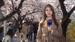 [날씨] 따뜻한 봄 날씨에 벚꽃 절정...휴일 태풍급 비바람 / YTN