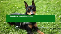 Pooch Patch Reviews - Customer Feedback on Products