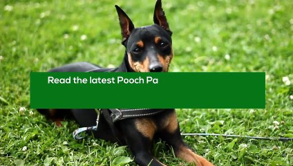 Pooch Patch Reviews - Customer Feedback on Products