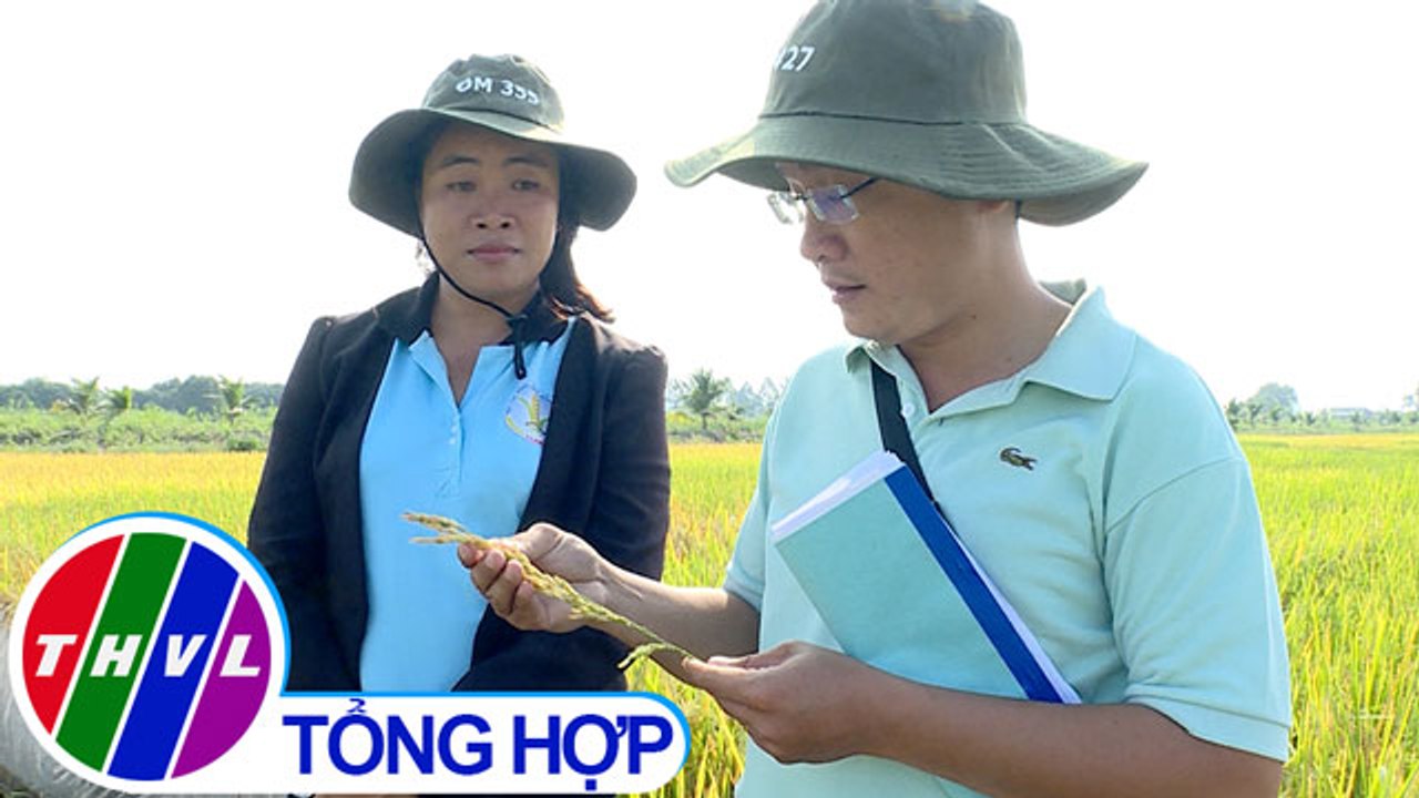 THVL | Chuyện hôm nay: Chuyện tác quyền lúa giống
