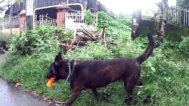 Coward Dog pretending to be Tough