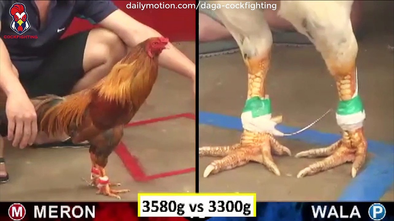 da-ga-thomo-campuchia-cockfighting-123
