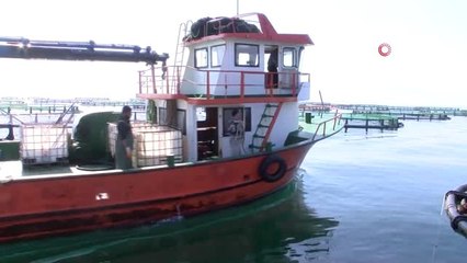 Ordulu Balıkçılar: "15 Nisan'dan Sonra Tezgahlardaki Bolluk Devam Edecek"- Denizlerdeki Avlanma...