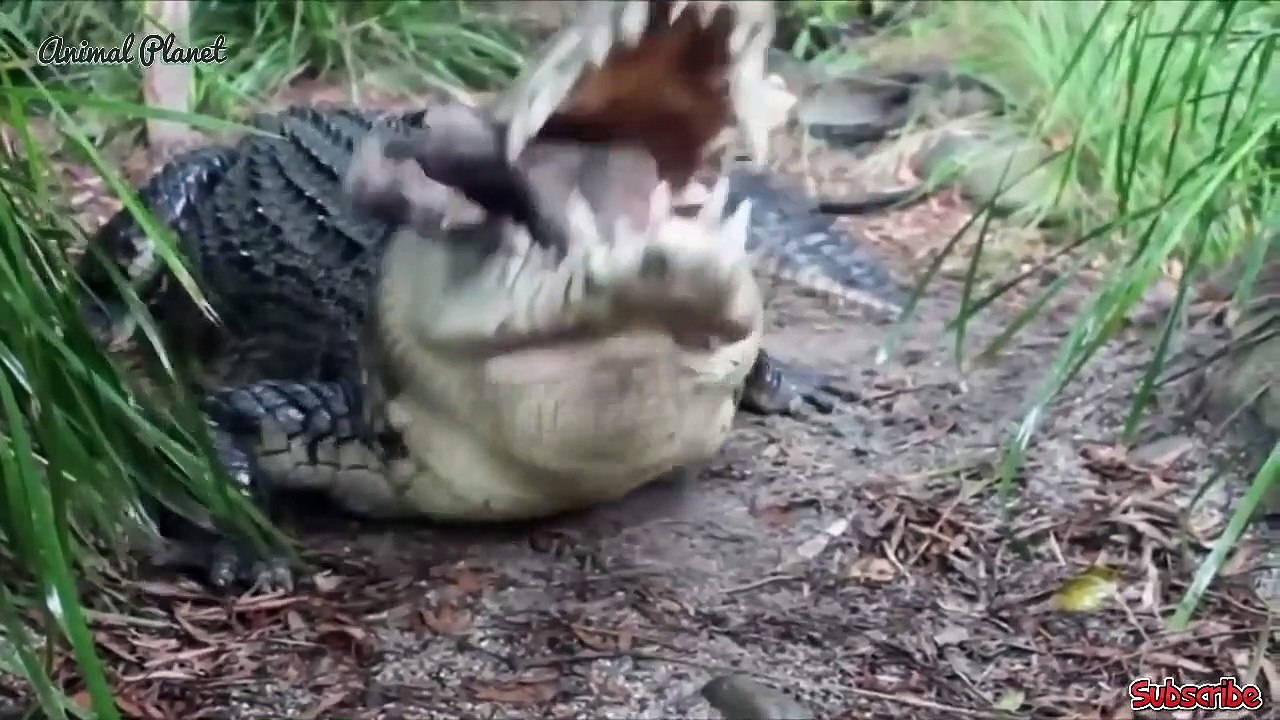 Crocodile is the king of swamp | Big Battle of Crocodile vs Animals - Lion,Leopard,Hippo,Antelope...