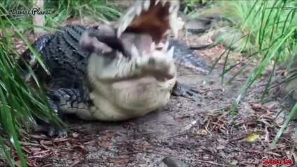 Crocodile is the king of swamp | Big Battle of Crocodile vs Animals - Lion,Leopard,Hippo,Antelope...