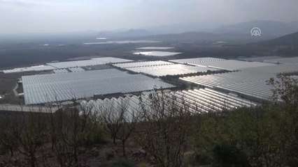 Rusya'ya Domates İhracatı 5'e Katlandı