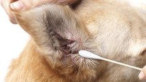 Otitis en perros: sus consecuencias en el oído interno