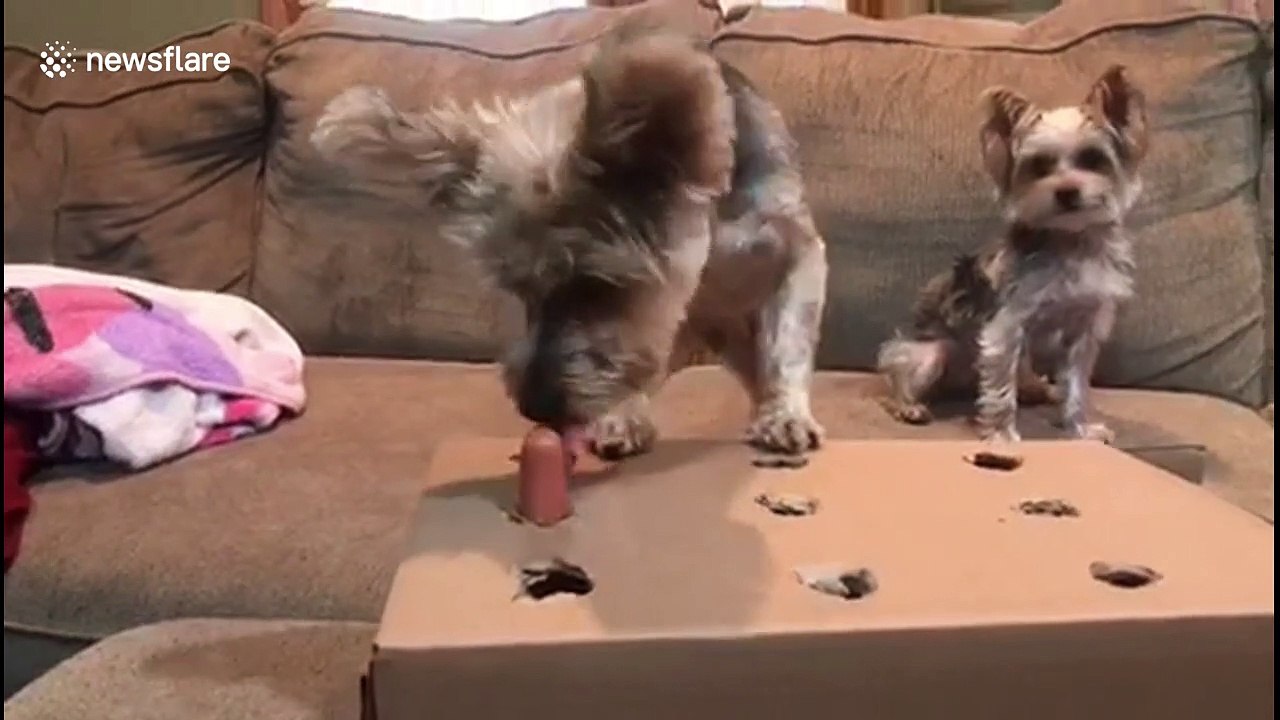 Dog plays 'whackamole' with tasty sausage treats video Dailymotion