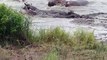 Hippos save wildebeest from crocodile ...................