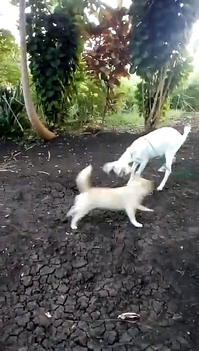 Goat Vs. Dog