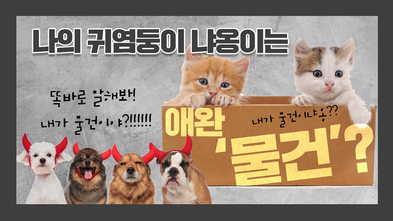 [별책부록] 나의 귀염둥이 냐옹이는 애완 '물건'? / YTN