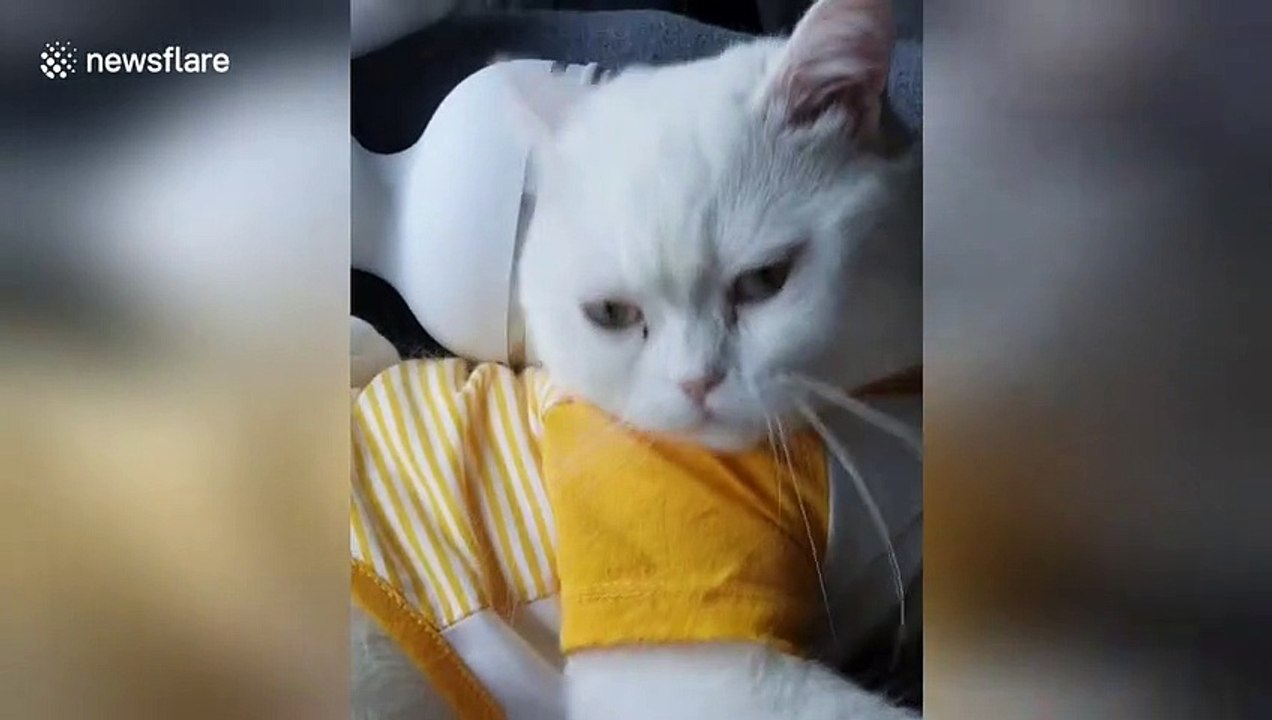 Cat uses massager for pampering back rub