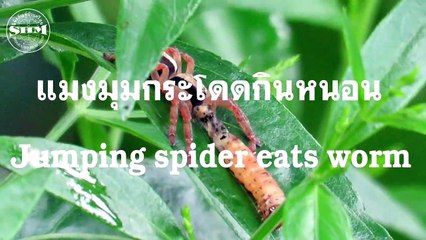 แมงมุมกระโดดกินหนอน Jumping spider eats worm
