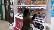 SMART MONKEY! Knows how to use a vending machine