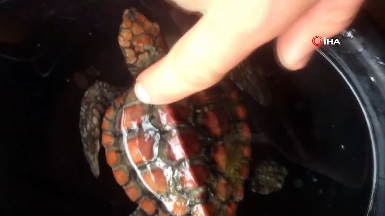 Naylon poşet yutan yavru Caretta Caretta kurtarılamadı