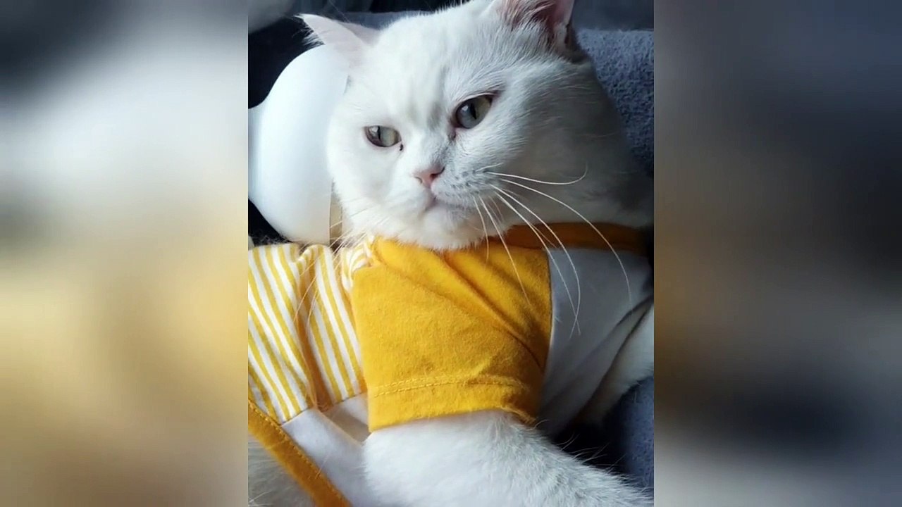 Cat uses massager for pampering back rub