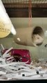 You spin me right round! This hamster loves his new twirling cage toy