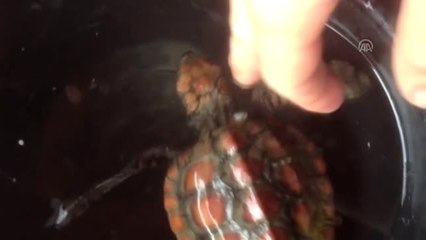 Muğla'da Yavru Caretta Caretta Kurtarılamadı