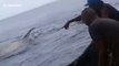 Whale shark saved by Filipino fishermen after getting caught in fishing net