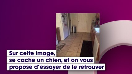 Défi : serez-vous capable de trouver le chien qui se cache sur cette photo ?