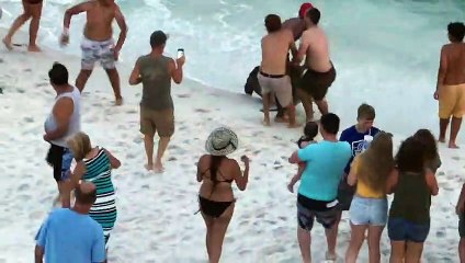 Swimmers Shocked by Huge Hammerhead Shark