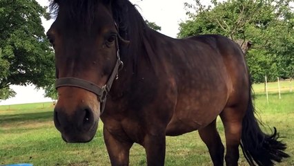 The flies bother the horse (Slow Motion)