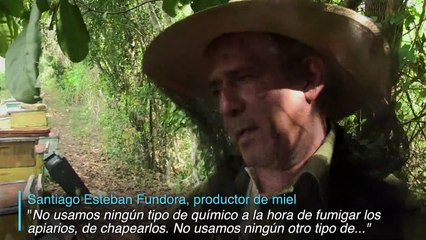 Las abejas zumban libres de riesgos en Cuba