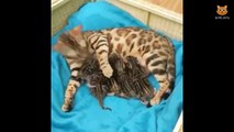 Mama Cats so protective over their little kitties! So tenderly, sweet!?
