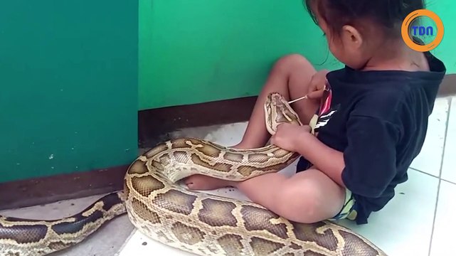 Une fillette de 3 ans joue au docteur avec un python de plus de 4 mètres !