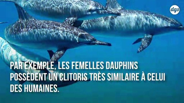 Le clitoris des dauphins femelles est étonnament similaire à celui des femmes