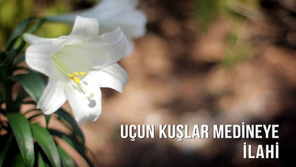 Müziksiz İlahiler - Uçun Kuşlar Medineye
