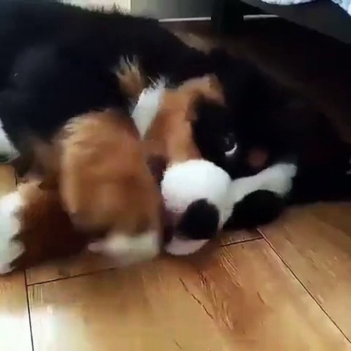 Vous allez être séduit par la manière dont joue ce magnifique chiot. Trop mignon !