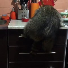 Ce chat n'a vraiment pas de pitié envers ce raton laveur. Regardez !